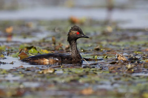 Siyah boyunlu yunus, Podiceps nigricollis