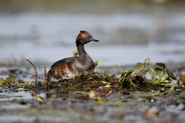 Schwarzhalstaucher, Podiceps nigricollis — Stockfoto