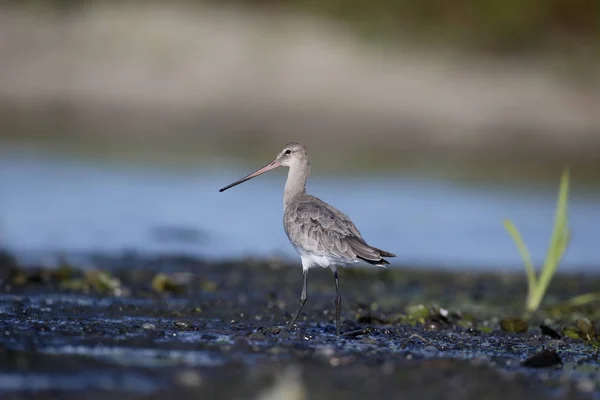 Zwartstaartgrutto, Limosa limosa — Stockfoto