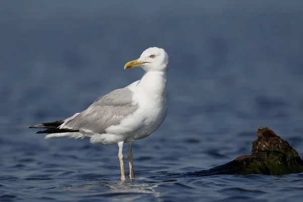 Caspian gull, Larus cachinnans — Stock Photo, Image