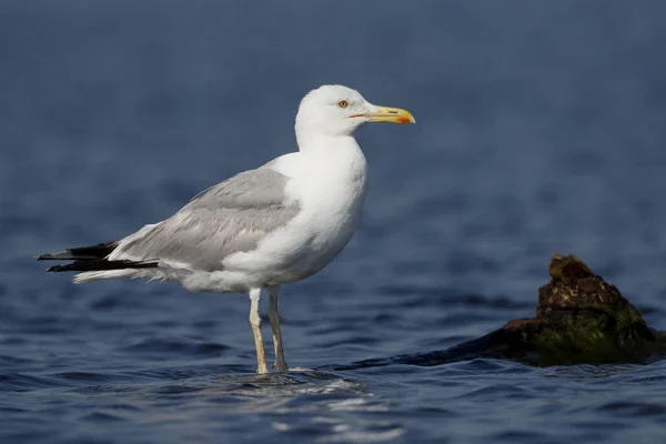 Gaviota del Caspio, Larus cachinnans — Foto de Stock