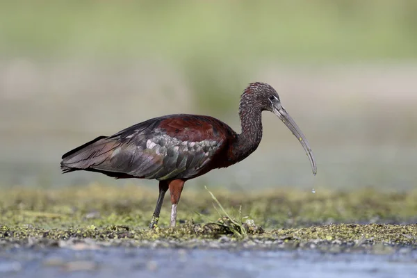 Glansigt ibis, plegadis falcinellus — Stockfoto