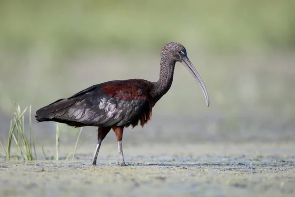 Glansigt ibis, plegadis falcinellus — Stockfoto