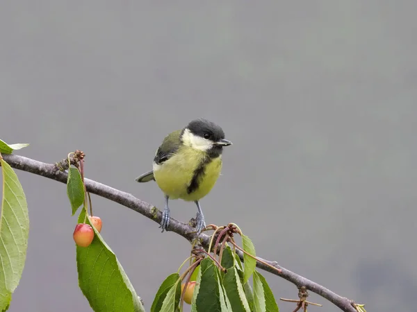 Gran teta, Parus Major — Foto de Stock