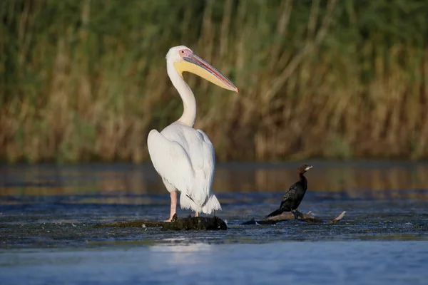 Grande pelicano-branco, Pelecanus onocrotalus — Fotografia de Stock