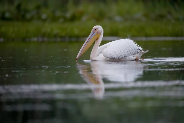 Velký bílý Pelikán, Pelecanus onocrotalus — Stock fotografie