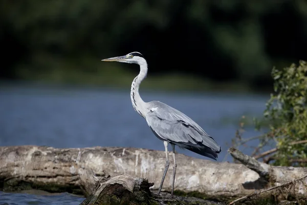 Gri balıkçıl, Ardea cinerea — Stok fotoğraf