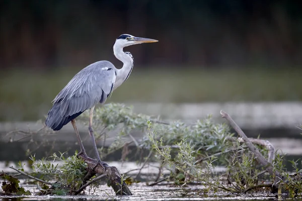 Garça cinzenta, Ardea cinerea — Fotografia de Stock