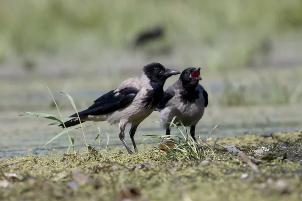 Corvo com capuz, Corvus corone cornix — Fotografia de Stock
