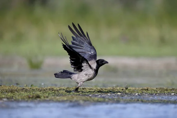 Krähe mit Kapuze, Corvus corone cornix — Stockfoto