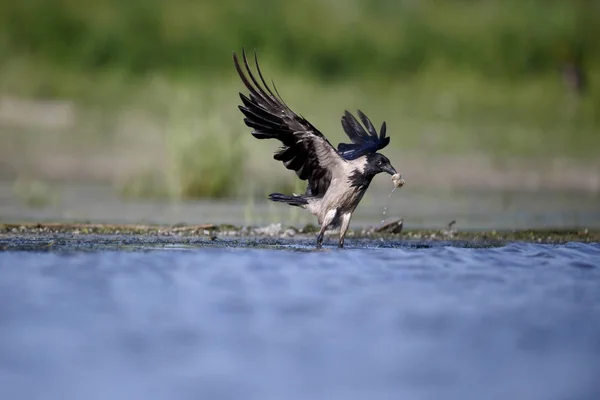 Hooded crow, Corvus corone cornix — Stock Photo, Image