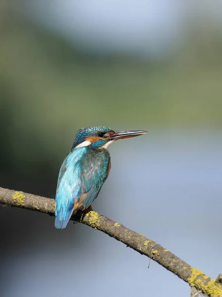 Yalıçapkını, alcedo şuna — Stok fotoğraf