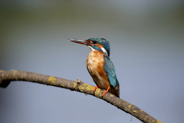 Zimorodek alcedo atthis — Zdjęcie stockowe