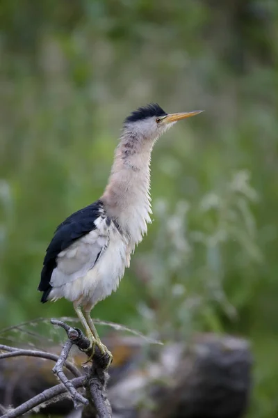 Küçük Balaban, Ixobrychus sylviella — Stok fotoğraf