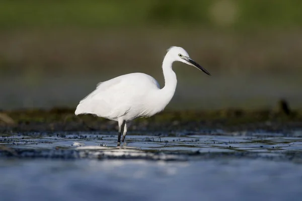 Lilla egret, Egretta garzetta — Stockfoto