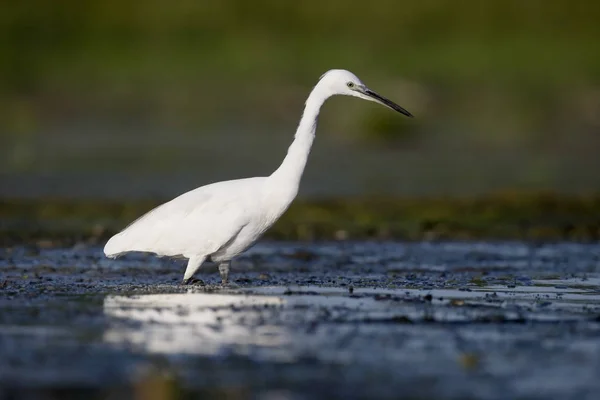 Pequena torre, Egretta garzetta — Fotografia de Stock