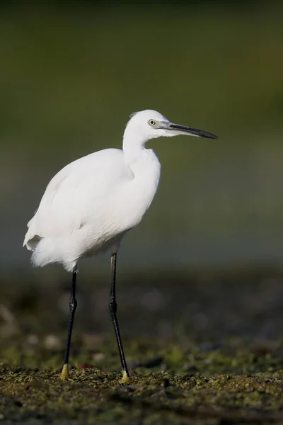 Маленькая цапля, Egretta garzetta — стоковое фото