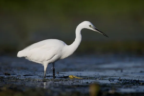 Pequena torre, Egretta garzetta — Fotografia de Stock