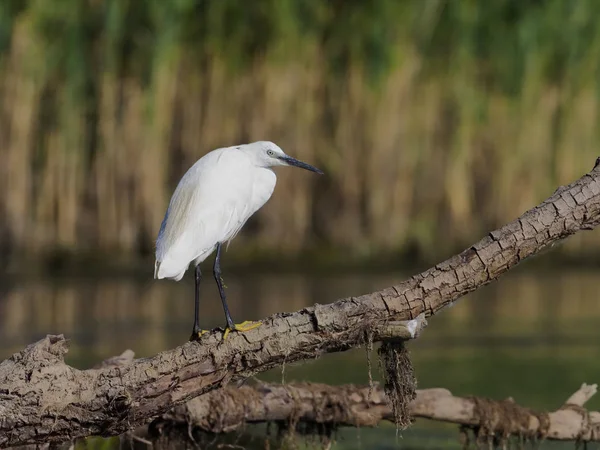 Malý zelenáč, Egretta garzetta — Stock fotografie