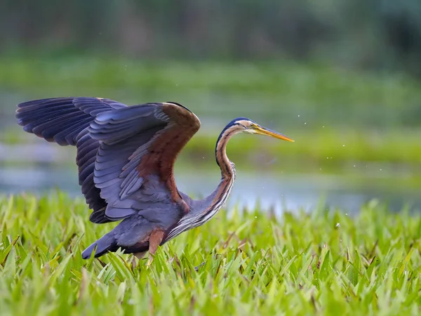 Garza púrpura, Ardea purpurea — Foto de Stock