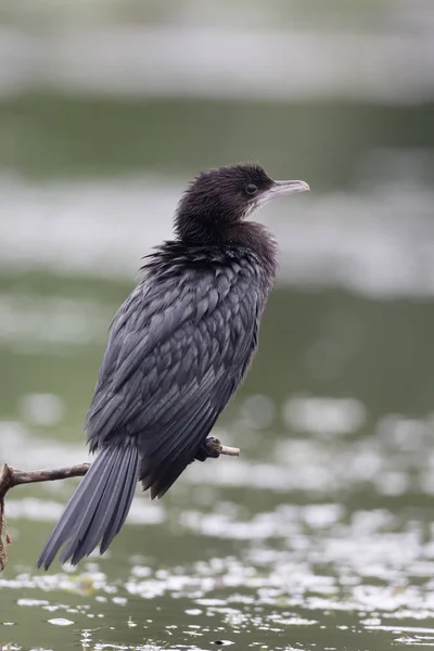 Карликовый баклан, Phalacrocorax pygmeus — стоковое фото