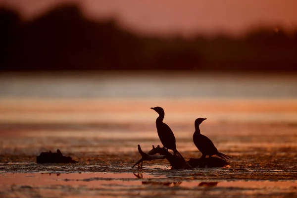 Corvo-marinho-pigmeu, Phalacrocorax pygmeus — Fotografia de Stock