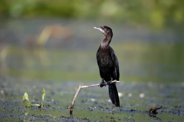 Corvo-marinho-pigmeu, Phalacrocorax pygmeus — Fotografia de Stock