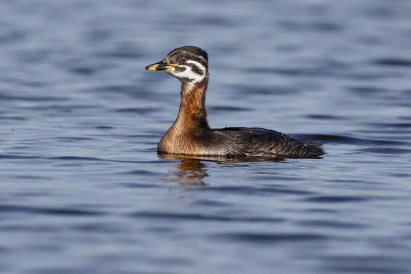 Grebe de pescoço vermelho, Podiceps grisegena — Fotografia de Stock