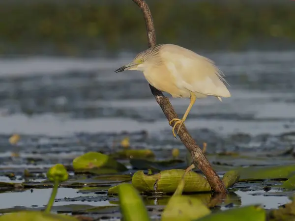 Squacco heron, Ardeola ralloides — Stock Photo, Image