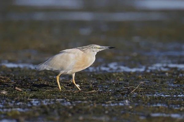 Garza de Squacco, Ardeola ralloides — Foto de Stock