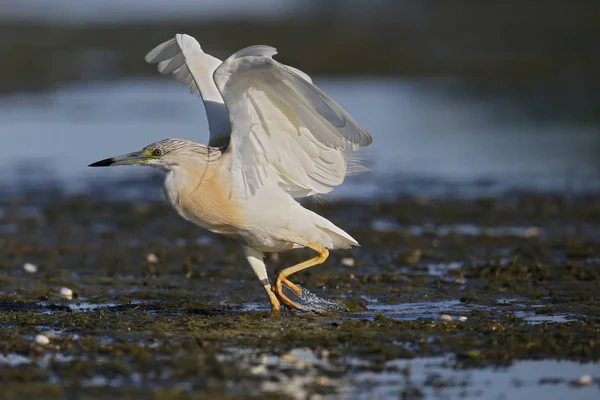 Garza de Squacco, Ardeola ralloides — Foto de Stock