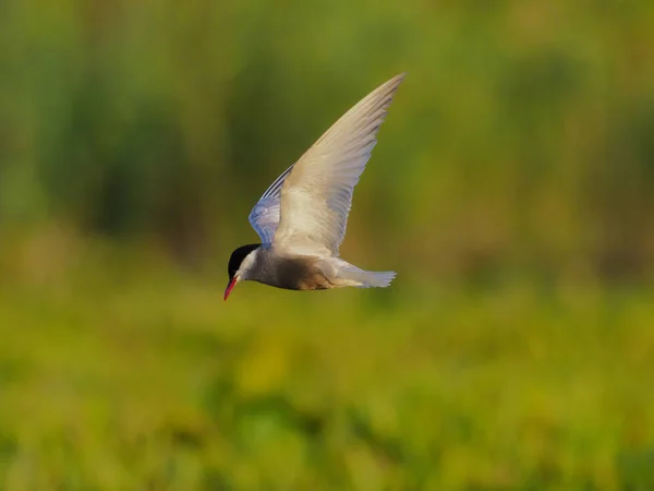 Mindre tärna, chlidonias hybridus — Stockfoto