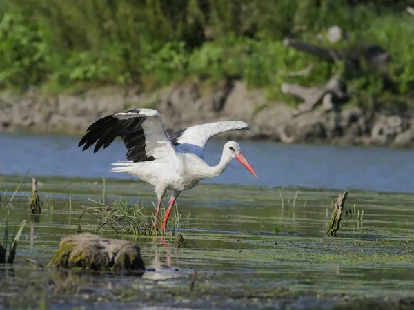 Vit stork, ciconia ciconia — Stockfoto