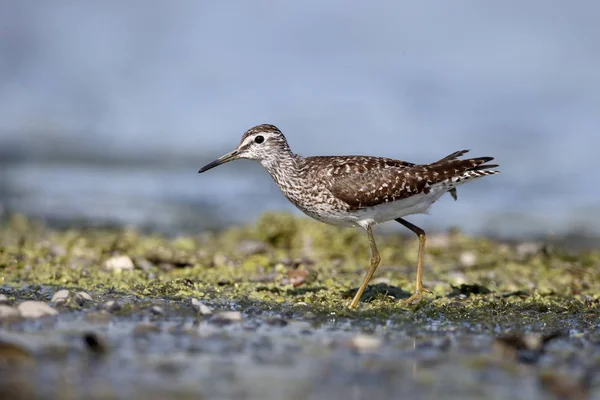 Waldwasserläufer, Tringa glareola — Stockfoto