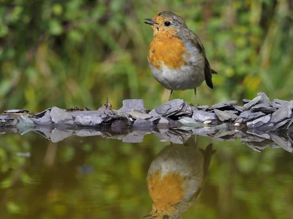 Robin, Erithacus rubecula — Stock Photo, Image