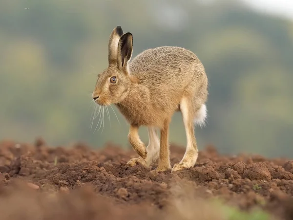 ヨーロッパ褐色野ウサギ、うさぎ座 europaeus — ストック写真