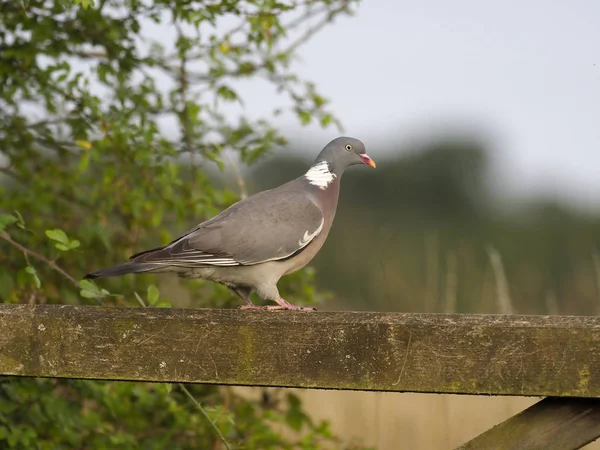 Wood pigeon,  Columba palumbus — Stock Photo, Image