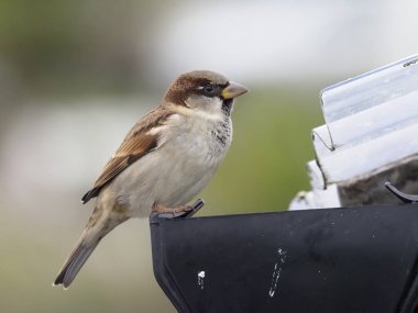 Evi sparrow, passer domesticus