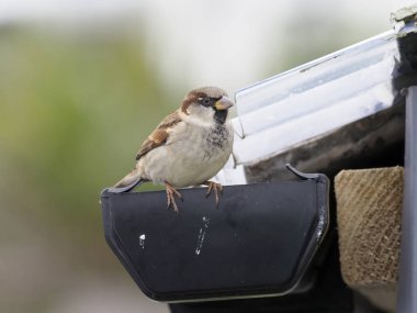 Evi sparrow, passer domesticus