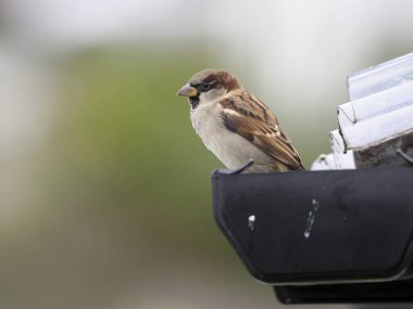 Evi sparrow, passer domesticus