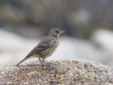 Avrupa Kaya incir kuşu, Anthus petrosus