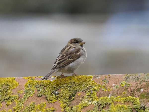 Vrabec, passer domesticus — Stock fotografie