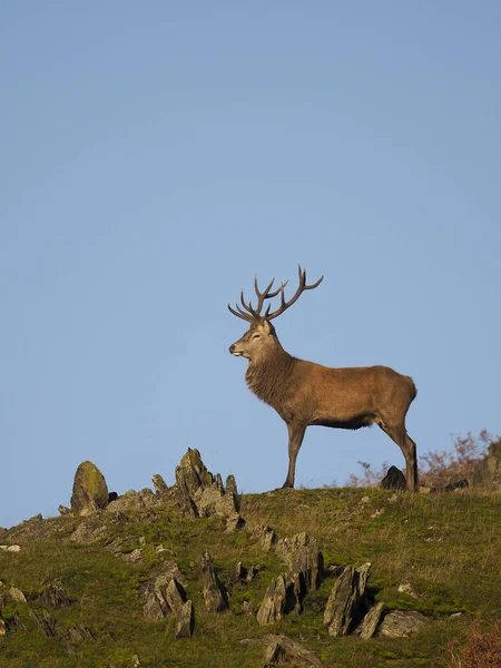 Jelen, cervus elaphus — Stock fotografie