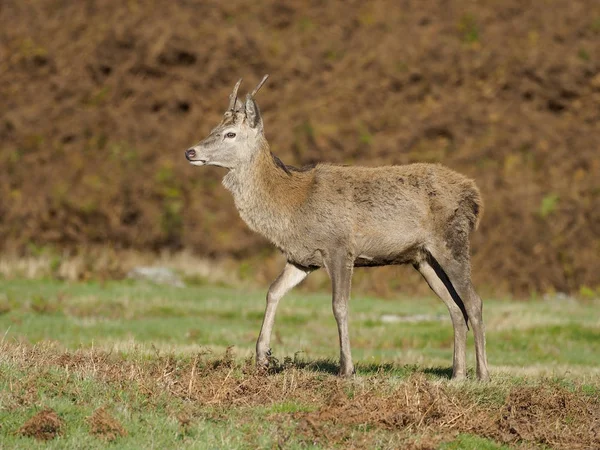 Veado Vermelho, Cervus elaphus — Fotografia de Stock