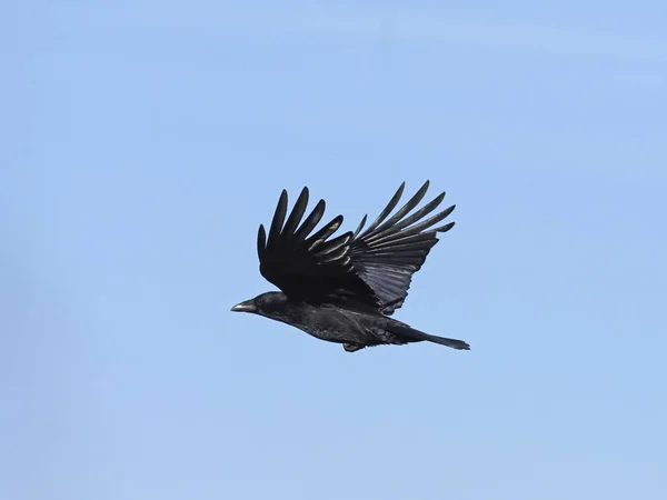 Aaskrähe, Corvus corone — Stockfoto