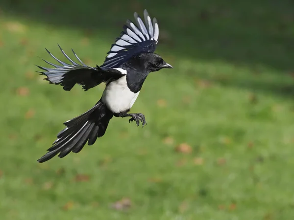 Magpie, Pica pica — Stock Photo, Image