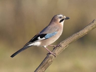 Jay, Garrulus glandarius