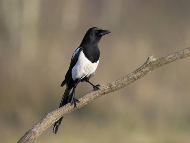 Magpie, pika pika