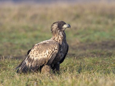 zee-zeearend, haliaeetus albicilla 