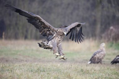zee-zeearend, haliaeetus albicilla 